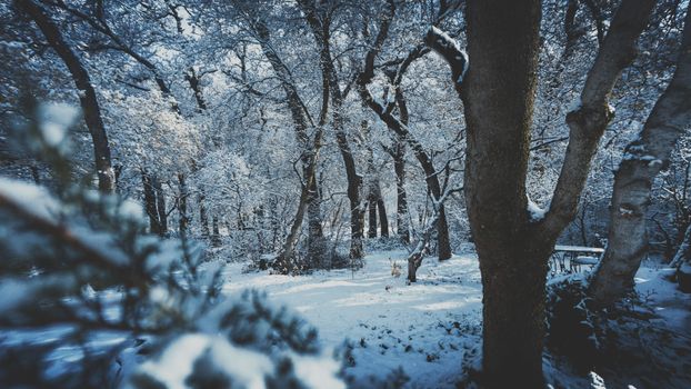 A scenic, snow-covered forest in South Weber creates a tranquil winter wonderland.