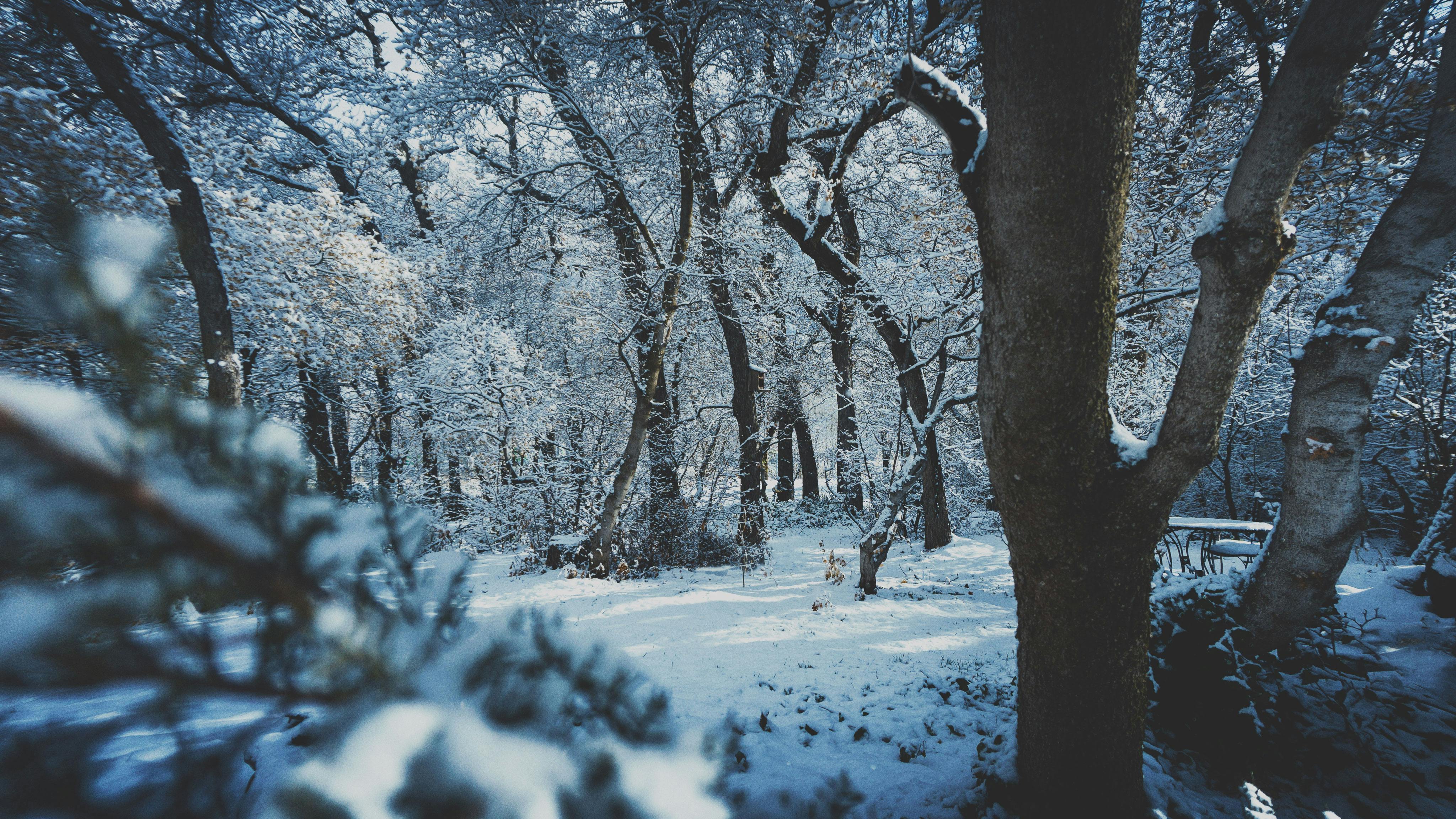 Snow Covered Forest Free Stock Photo