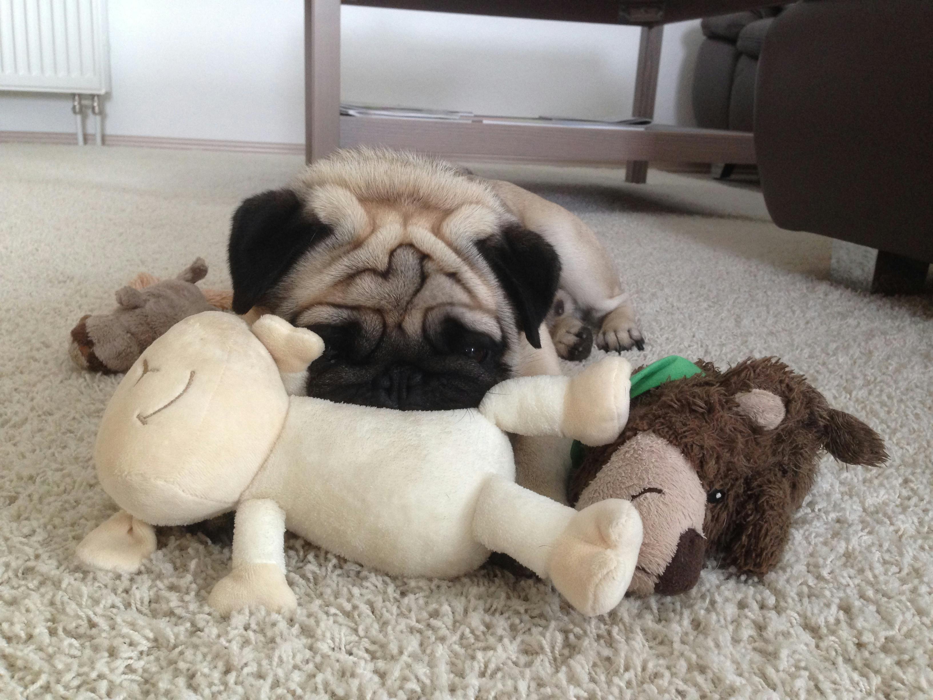 Kostenloses Foto zum Thema hund, mops, welpe