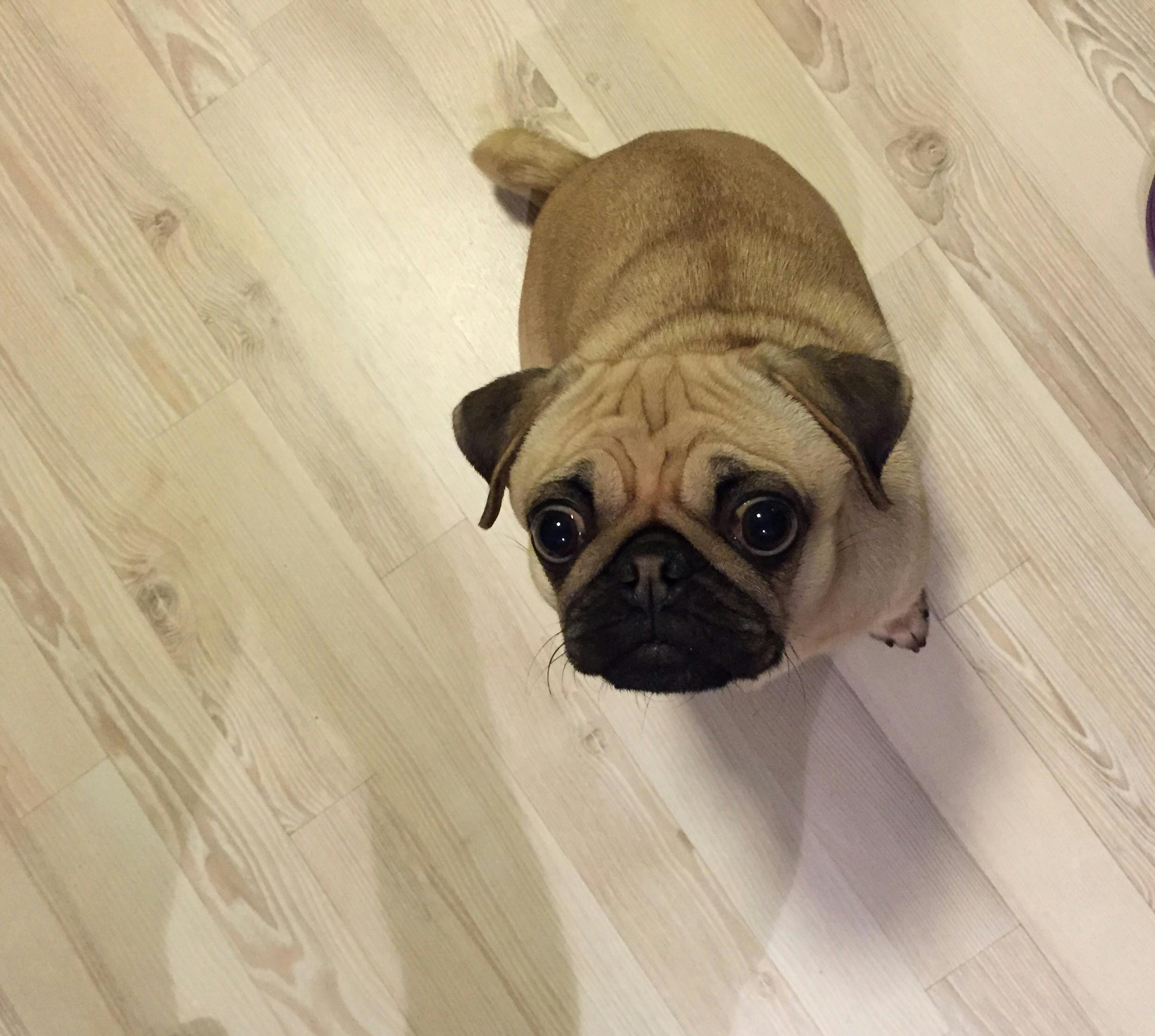 Kostenloses Foto zum Thema hund, mops, welpe