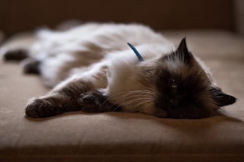 Persian Cat Lying on Bed