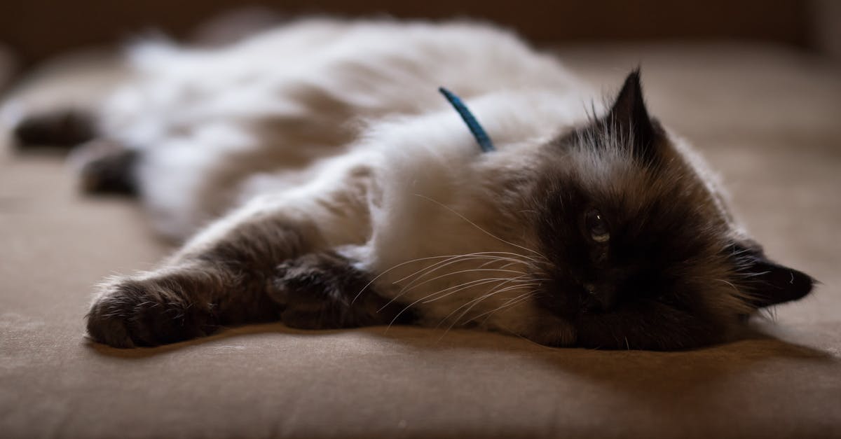 Persian Cat Lying on Bed