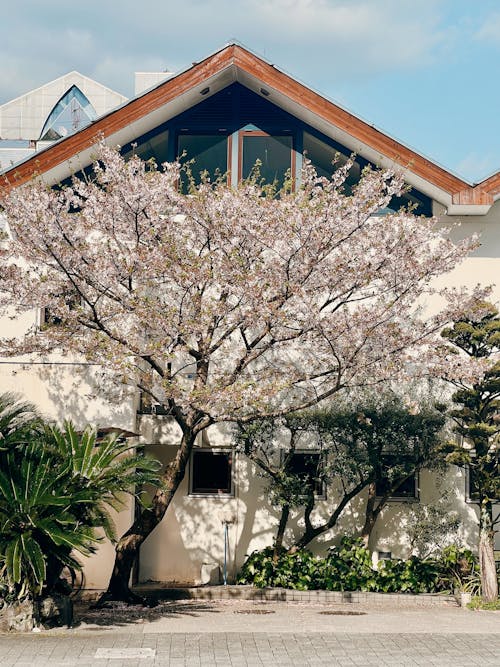 คลังภาพถ่ายฟรี ของ กำลังบาน, ดอกไม้สีชมพู, บ้าน
