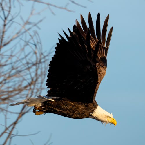 Foto profissional grátis de água-de-cabeça-branca, águia, águia-pescadora