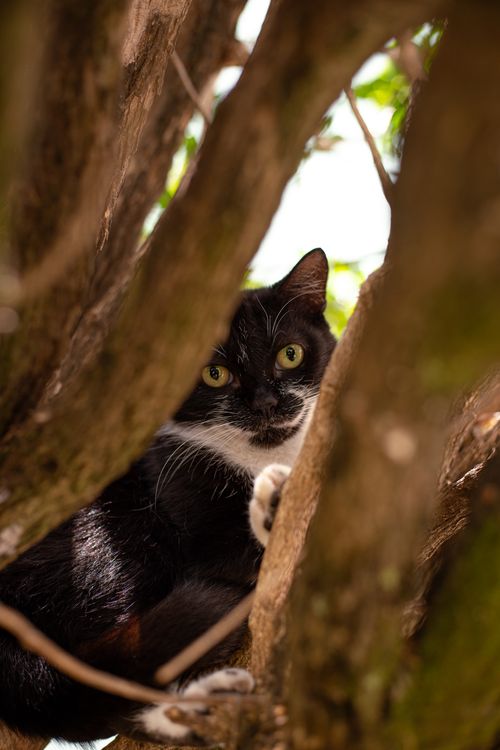 Free A curious tuxedo cat peering through tree branches outdoors in daylight. Stock Photo