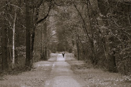 A person walking down a dirt road in the woods