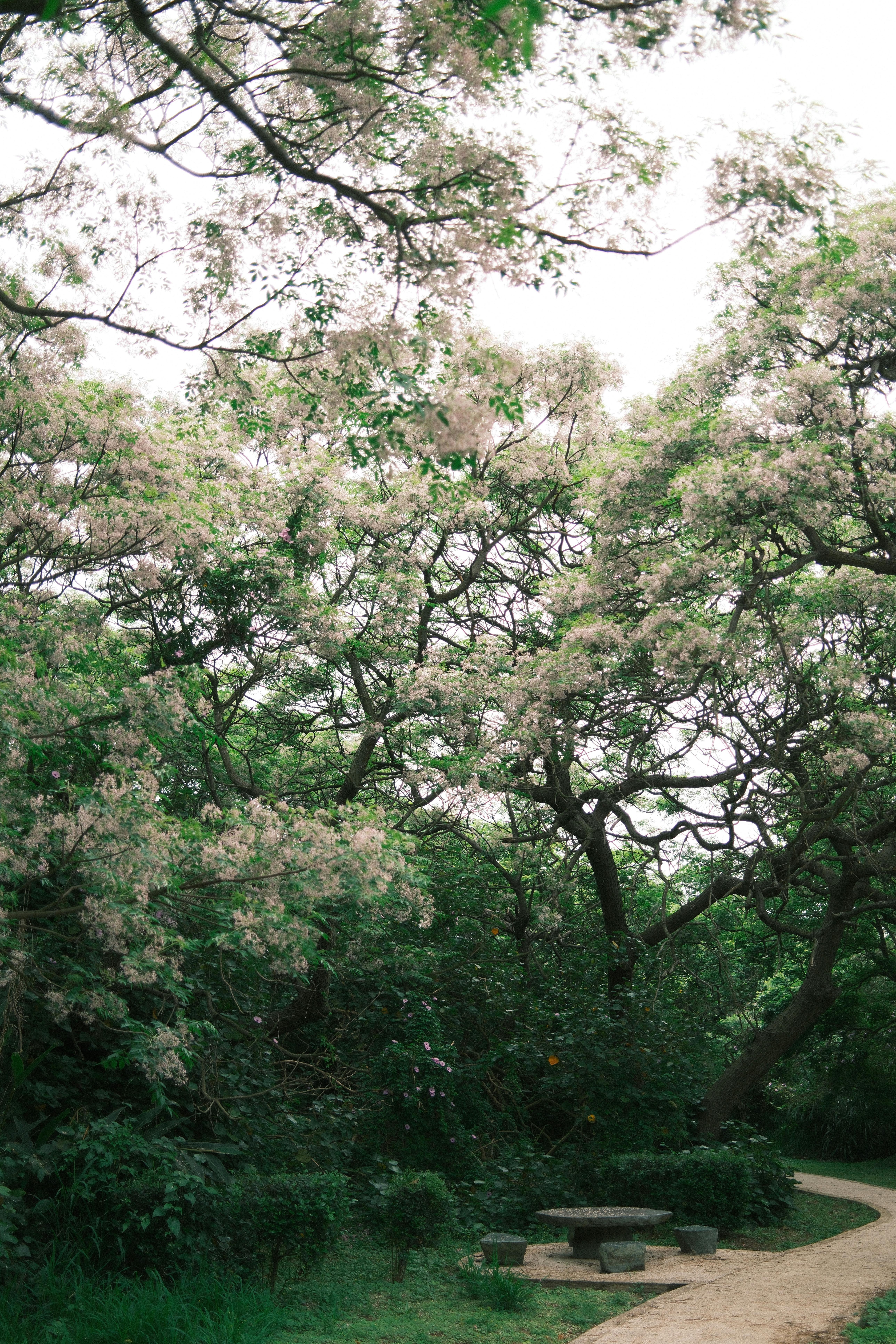 A tranquil park path surrounded by blossoming trees captures the essence of spring with empty stone chairs and a table.