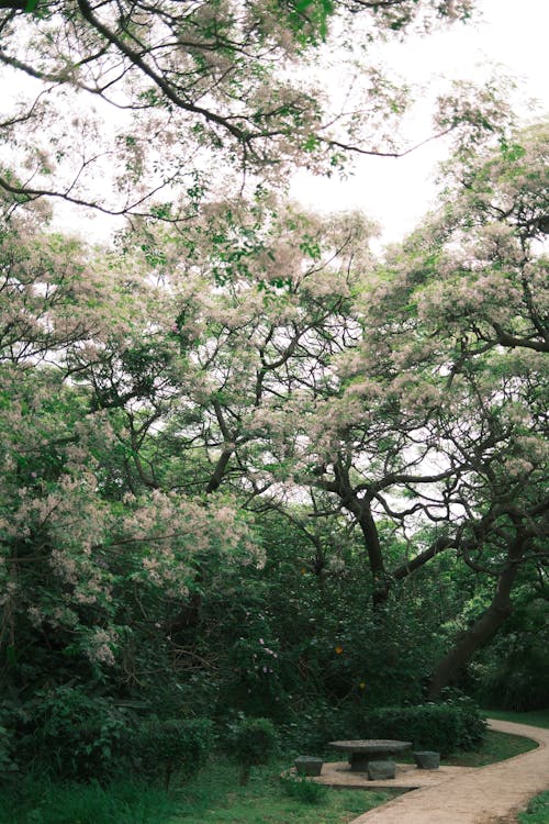 Kostenloses Stock Foto zu ast, außerorts, baum