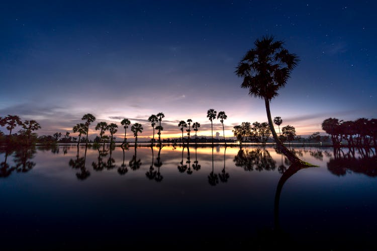 Silhouette Of Trees