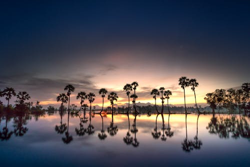Fotobanka s bezplatnými fotkami na tému jazero, odlesk, palmy