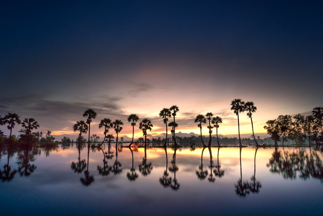 Trees Near Calm Body Of Water During Golden Hour