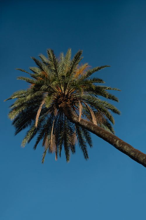 Free Majestic palm tree reaching towards bright blue sky, perfect for nature themes. Stock Photo