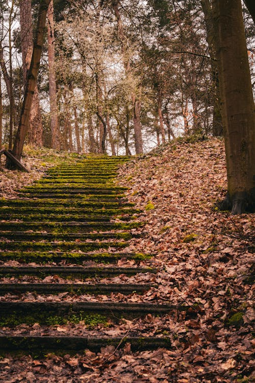 下落, 人行道, 公園 的 免费素材图片