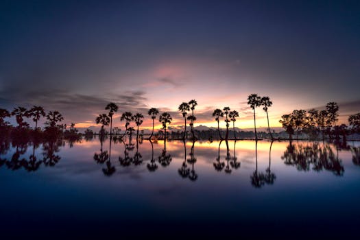 宁静的湖面倒映着棕榈树，与那令人叹为观止的日落一同，捕捉了大自然的美丽