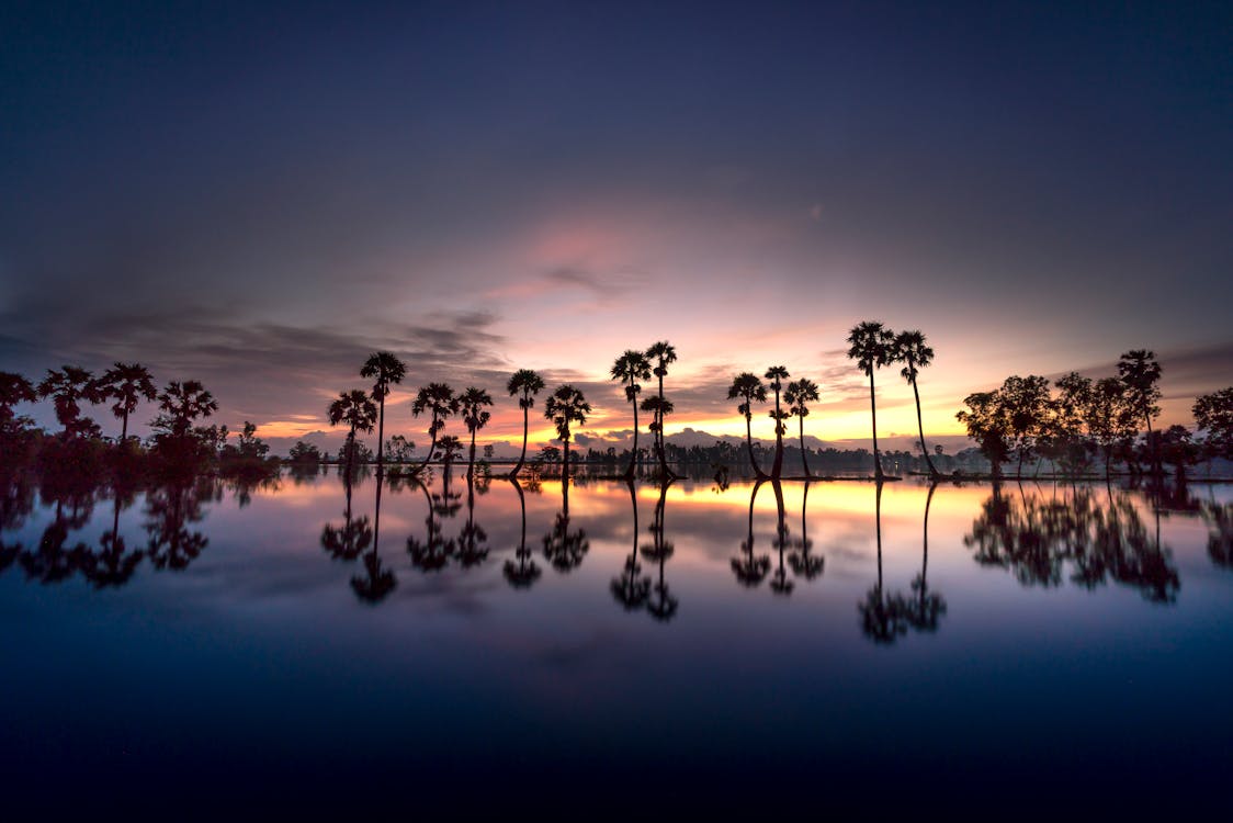 Silhouette Di Alberi