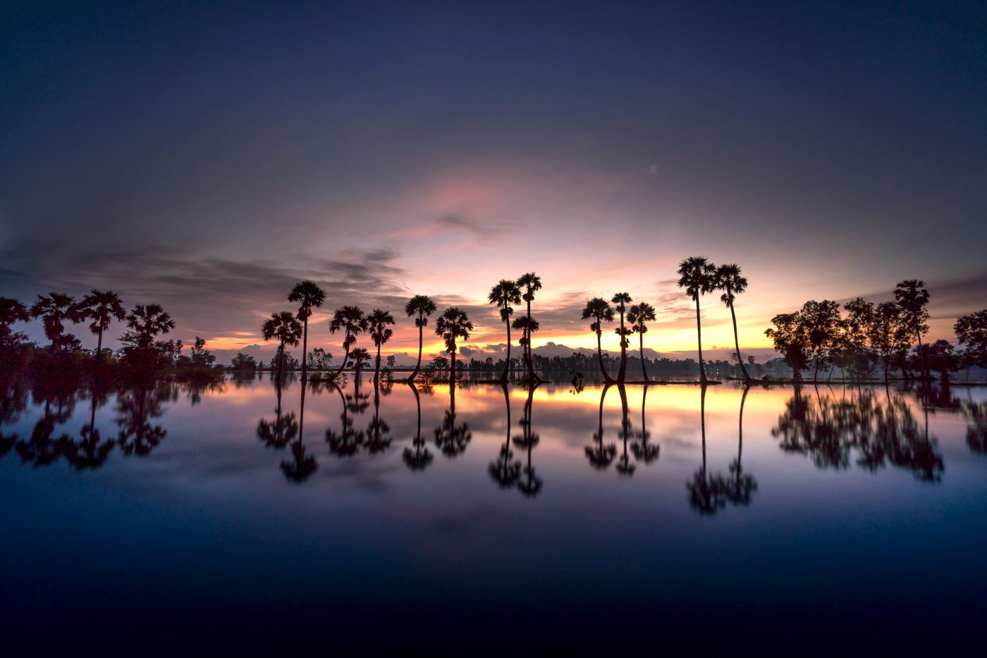 Palms mirrored in still water at dusk — representative image