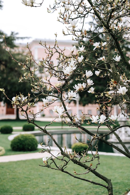 Free A tree with white flowers in front of a fountain Stock Photo