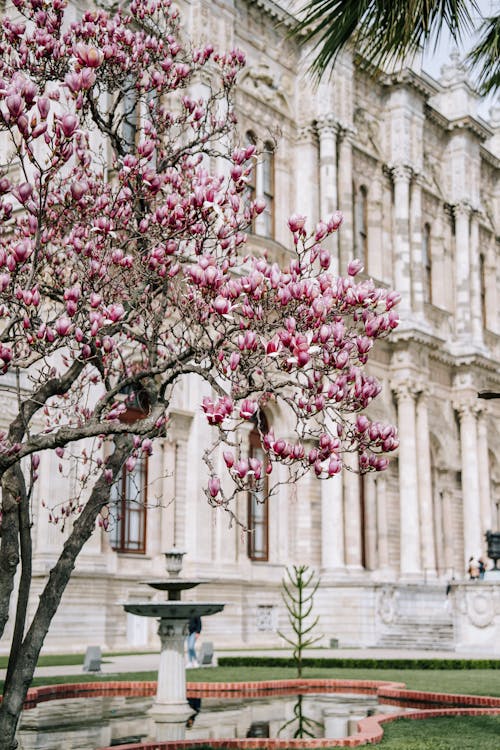 Magnolia Tree in a Park 