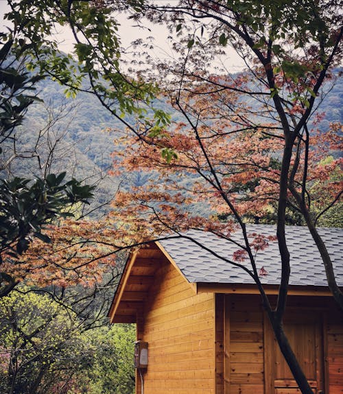 A small cabin in the woods with trees and leaves