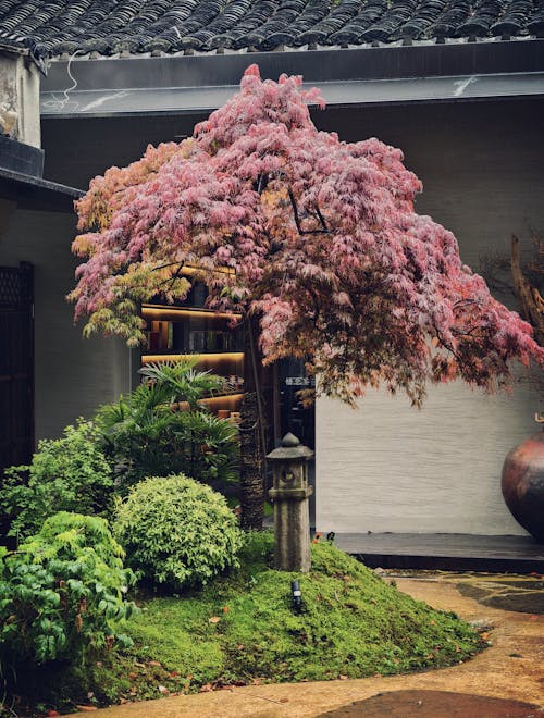 A small tree in a garden with a stone path
