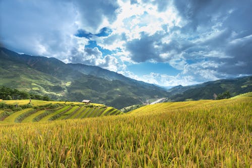 бесплатная Поле зеленой фермы на склоне горы Стоковое фото