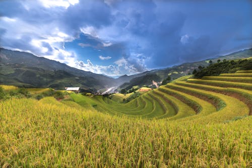 Campo De Arroz Verde