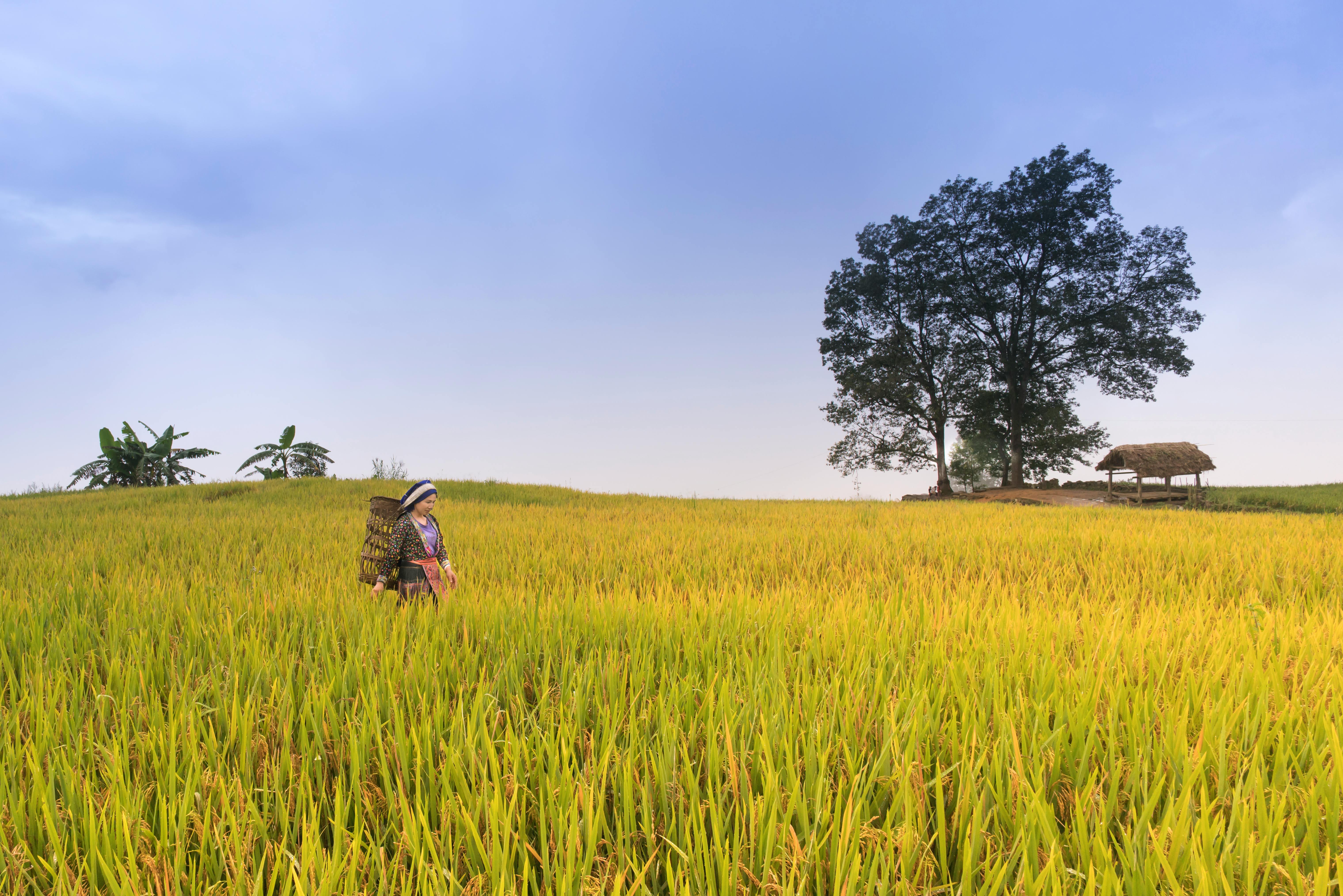 Rice Field Photos, Download The BEST Free Rice Field Stock Photos & HD  Images