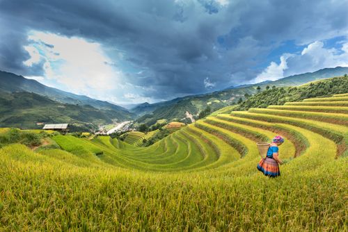 Free Scenic view of rice terraces in Mù Cang Chải with a woman in traditional attire. Stock Photo