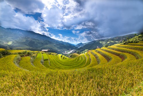 Terrazas De Arroz