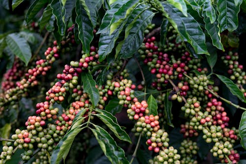 Красные и зеленые кофейные фрукты