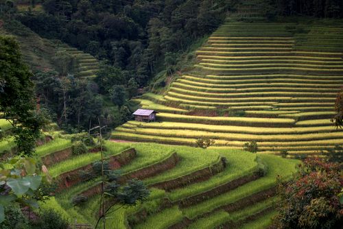 Free Picturesque terraced rice fields with lush greenery and a countryside hut. Stock Photo