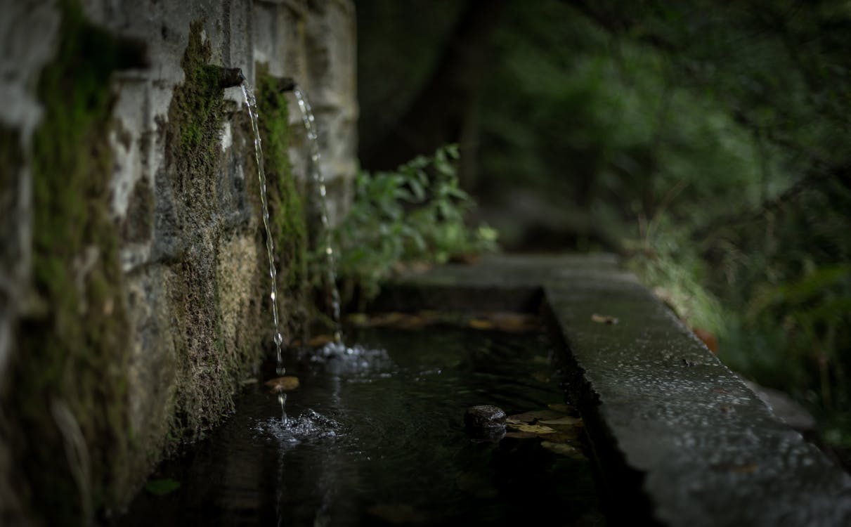 Základová fotografie zdarma na téma cestování, detail, listy