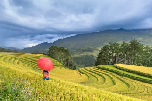 無料 野原を歩いている赤い傘を持っている人 写真素材