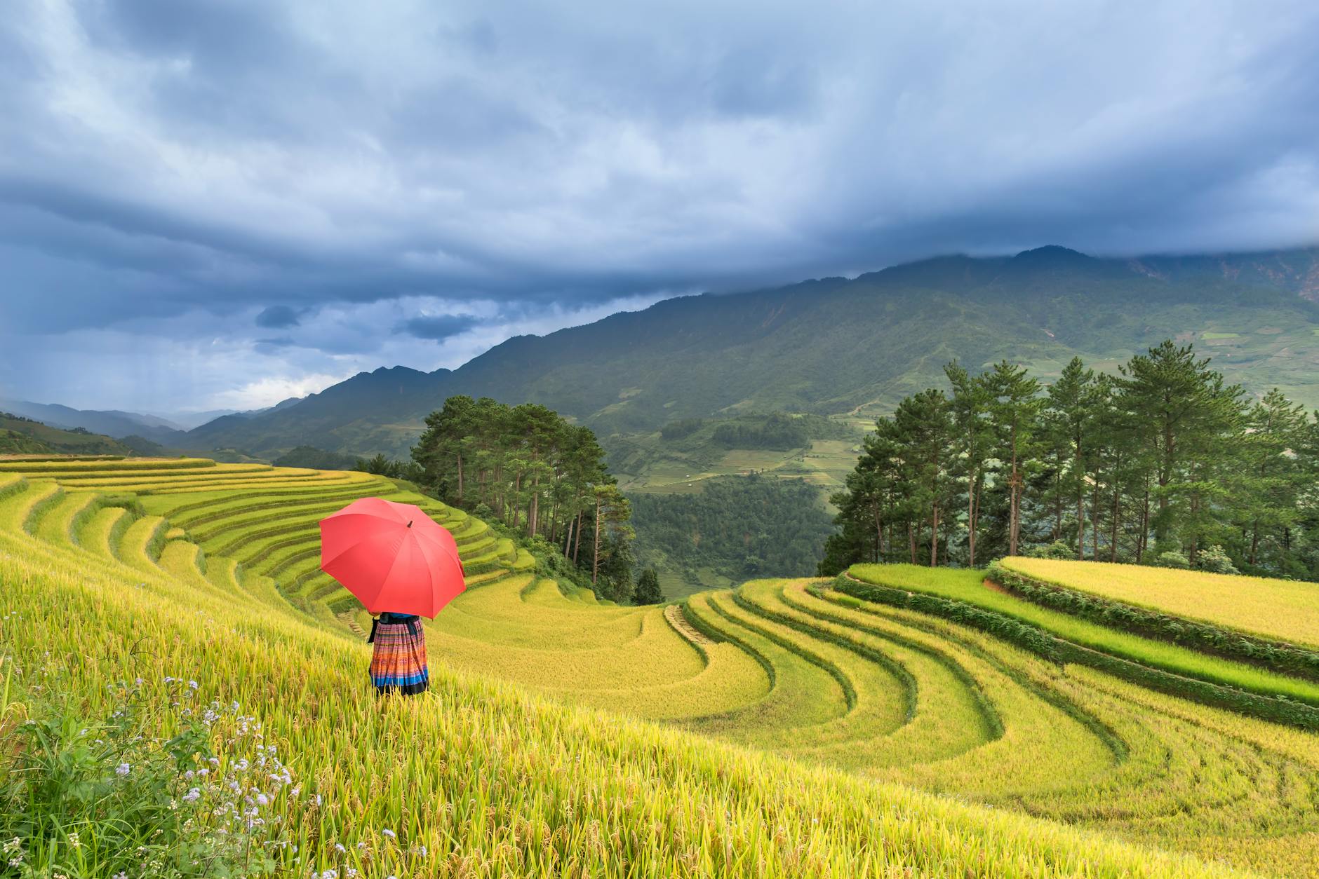 A vibrant image of rice terraces and a person with a red umbrella, set against majestic mountains.