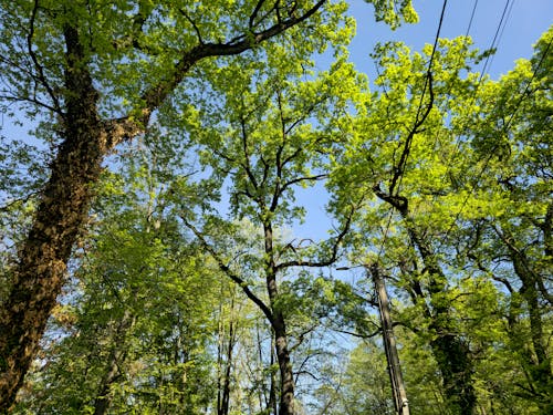 A view of trees in the woods with power lines