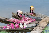 两名妇女在质朴的河码头上采摘着鲜艳的睡莲