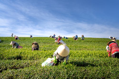 Kostnadsfri bild av asiatiska människor, bete, bondgård