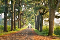 一条宁静的乡村道路两旁，高大的树木林立，骑自行车的人在金色的阳光下悠闲前行