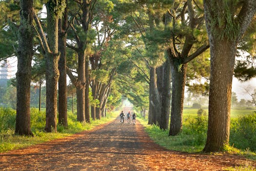 一条宁静的乡村道路两旁，高大的树木林立，骑自行车的人在金色的阳光下悠闲前行