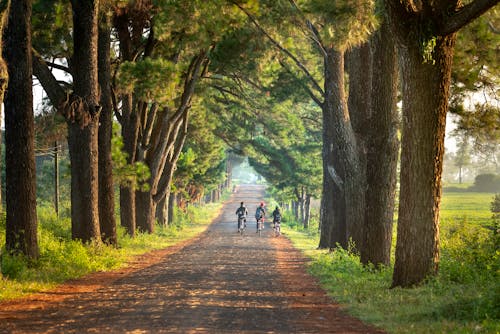 Three Children Riding Bicycles