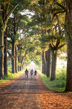 阳光明媚的乡村，三人骑着自行车，穿行在绿树成荫的秀丽道路上