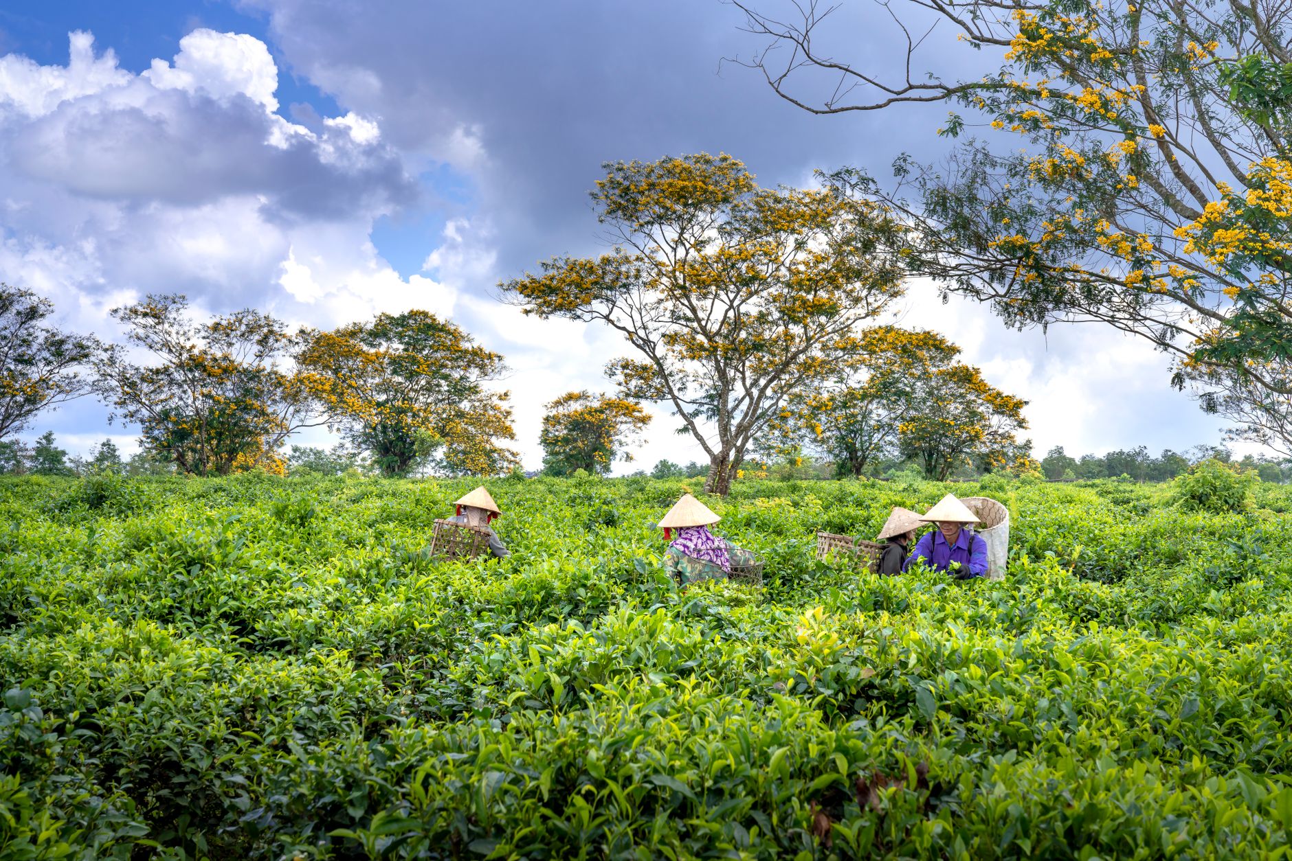 Workers in traditional hats harvesting tea in a lush green plantation under a vibrant sky.