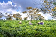 在郁郁葱葱的绿色种植园中，传统帽子的工人在充满活力的天空下收获茶