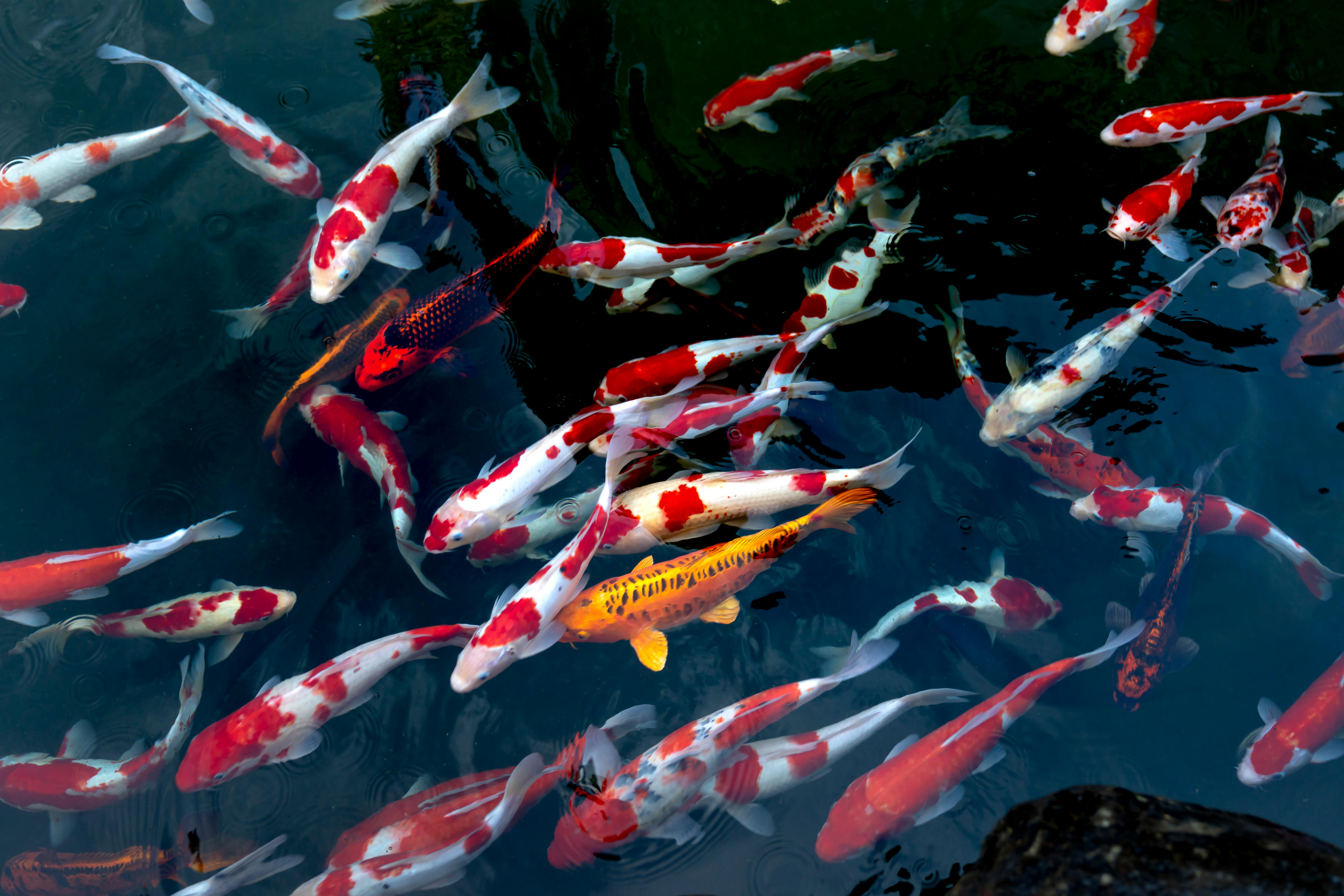 Download wallpaper 1920x1080 koi carp fish tail fins water under  water bubbles full hd hdtv fhd 1080p hd background