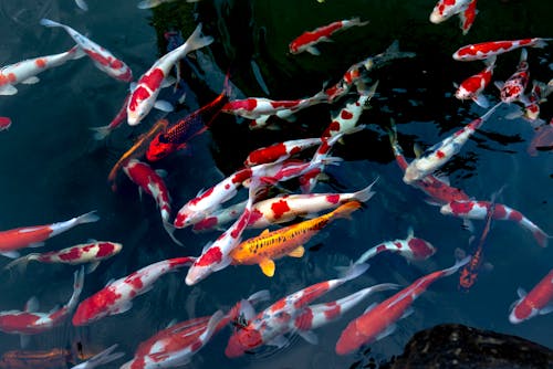 Ingyenes stockfotó édesvízi hal, halraj, koi fish témában Stockfotó