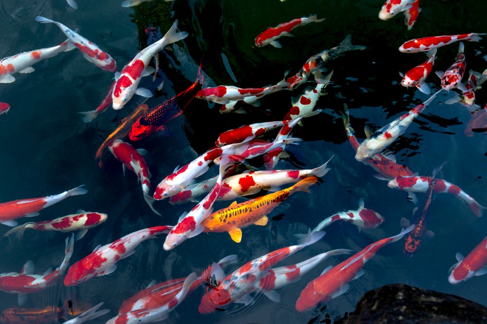 Fisheries and aquaculture operations