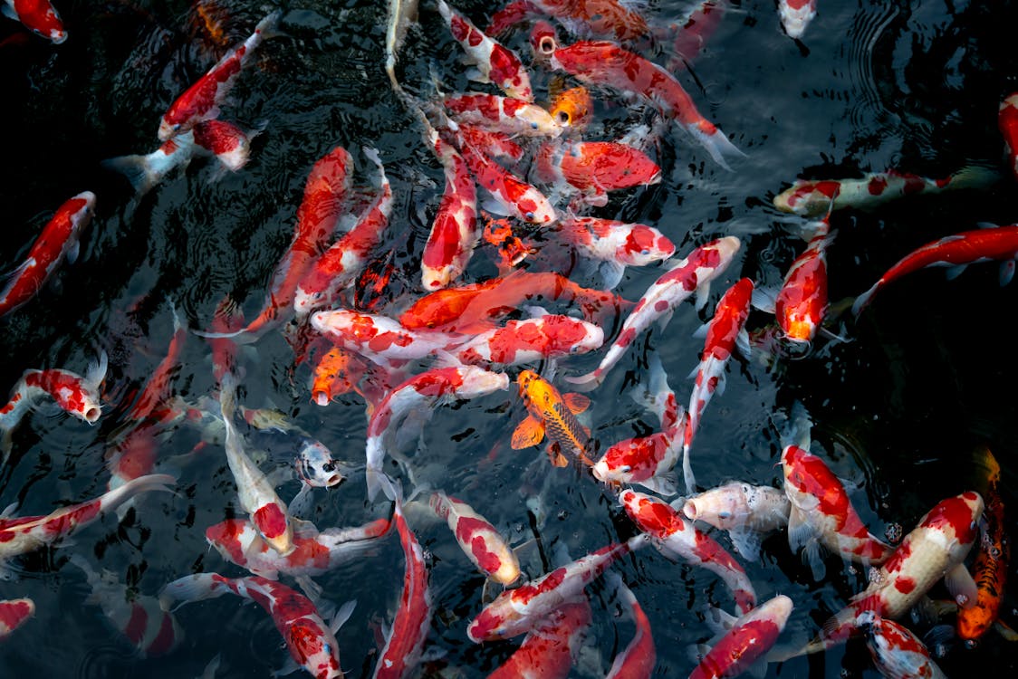 Безкоштовне стокове фото на тему «зграя риб, під водою, риба»