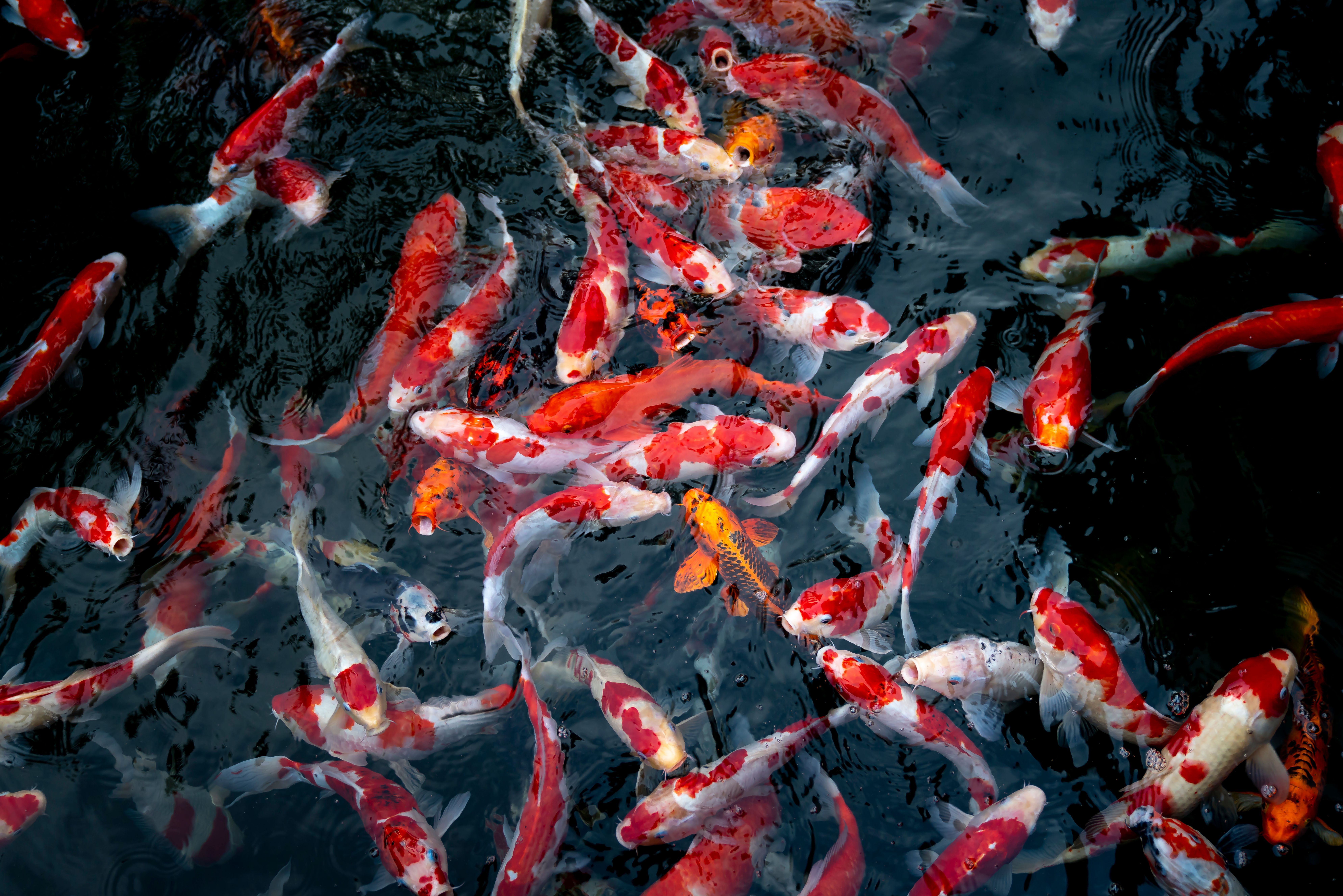 250 Amazing Fish Photos Pexels Free Stock Photos