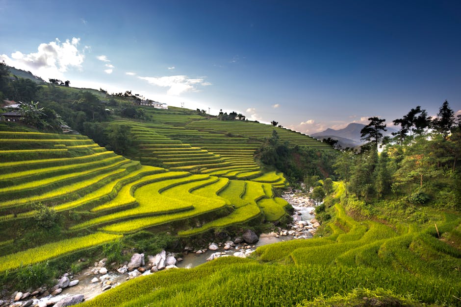 Aerial Photography of Rice Field · Free Stock Photo