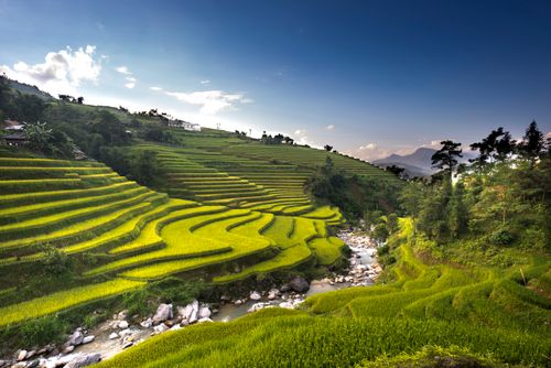 Free Lush green rice terraces on a hillside with a flowing stream, captured outdoors in daylight. Stock Photo